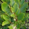 Griselinia littoralis - 2L 100-125cm+