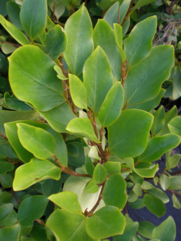 Griselinia littoralis
