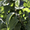 Carpinus betulus 3/4 Standard Espalier - 70L 12-14cm girth, 1.4-1.5m stem, frame 1.2m W x 1m H