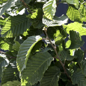 Carpinus betulus 3/4 Standard Espalier