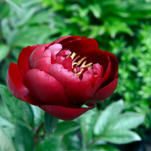 Paeonia Buckeye Belle / Peony