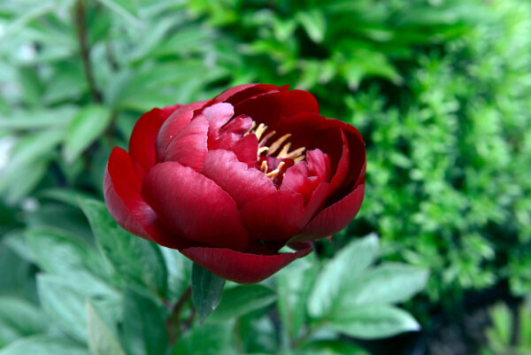 Paeonia Buckeye Belle / Peony