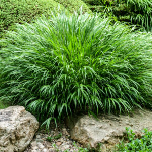Hakonechloa macra / Japanese Green Forest Grass