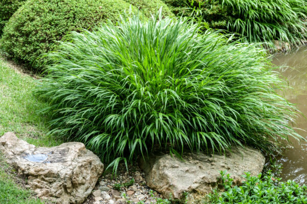 Hakonechloa macra / Japanese Green Forest Grass