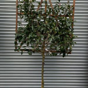Photinia Red Robin 1/2 Standard Espalier