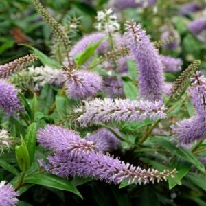 Hebe Midsummer Beauty