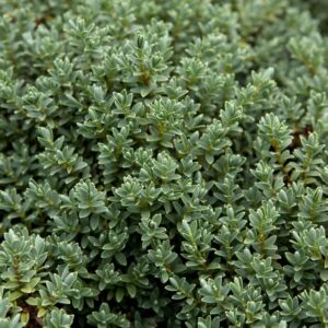 Hebe Sutherlandii