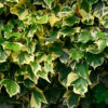 Hedera helix Goldchild - 2L 80-100cm