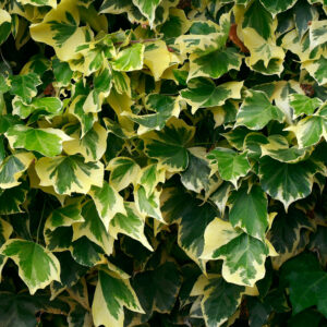 Hedera helix Goldchild