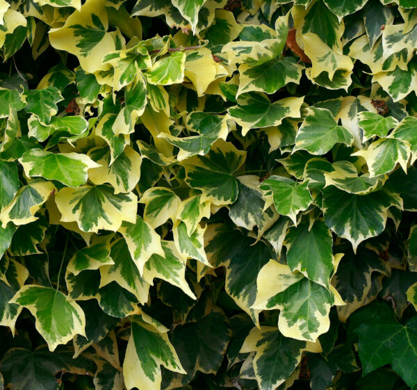 Hedera helix Goldchild