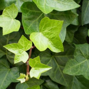 Hedera Helix