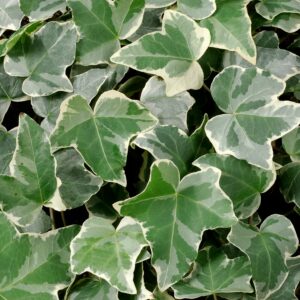 Hedera helix Glacier