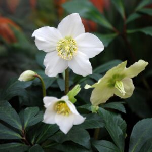 Helleborus  niger
