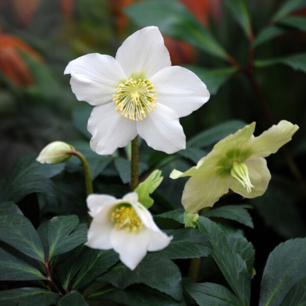 Helleborus  niger