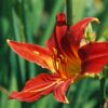 Hemerocallis Autumn Red - 2L