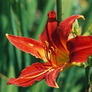 Hemerocallis Autumn Red