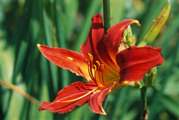 Hemerocallis Autumn Red