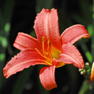 Hemerocallis Pink Charm