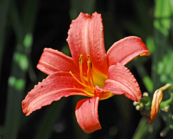 Hemerocallis Pink Charm