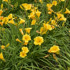 Hemerocallis Stella de Oro - 2L