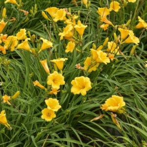 Hemerocallis Stella de Oro