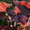 Heuchera Palace Purple - 3L