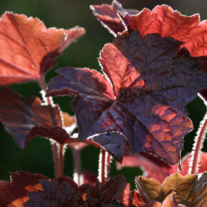 Heuchera Palace Purple