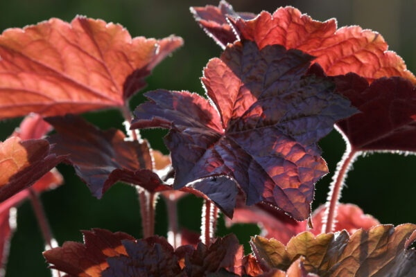 Heuchera Palace Purple