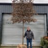 Carpinus betulus Mature Espalier - 25-30cm girth, 1.8m stem, rootballed