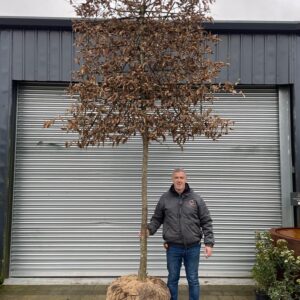 Carpinus betulus Mature Espalier