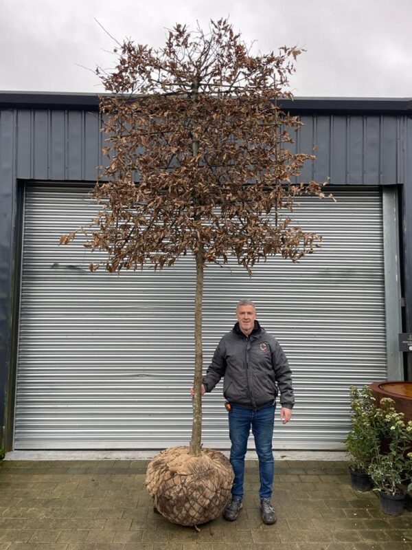 Carpinus betulus Mature Espalier