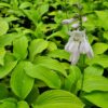 Hosta August Moon - 3L