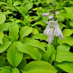 Hosta August Moon
