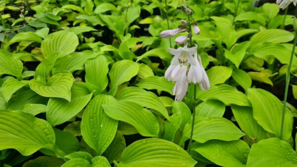 Hosta August Moon