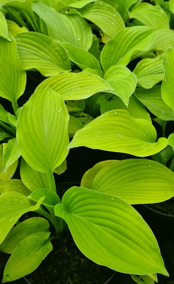 Hosta August Moon - Image 2