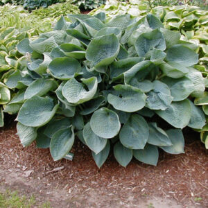 Hosta sieboldiana Elegans
