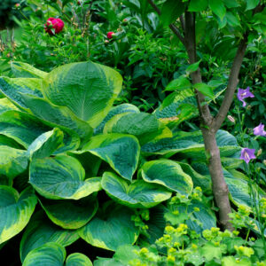 Hosta Frances Williams