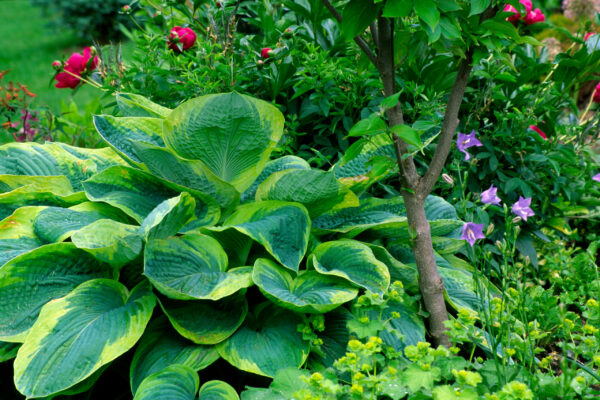 Hosta Frances Williams