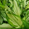 Hosta Mediovariegata - 3L