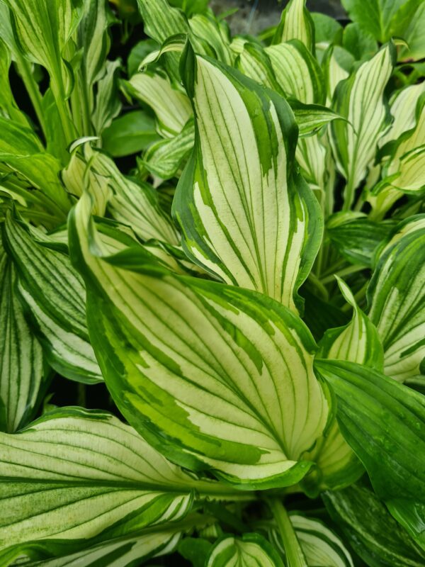 Hosta Mediovariegata