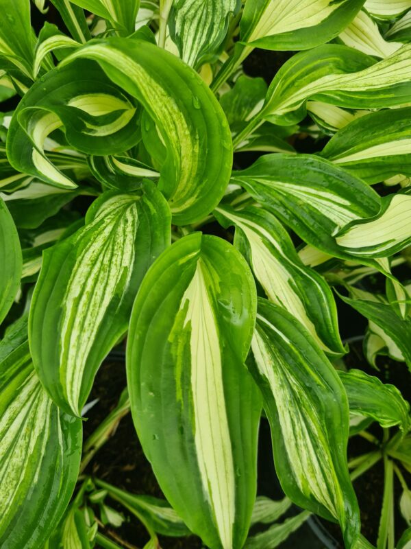 Hosta Mediovariegata - Image 2