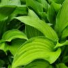 Hosta for. Albopicta - 3L