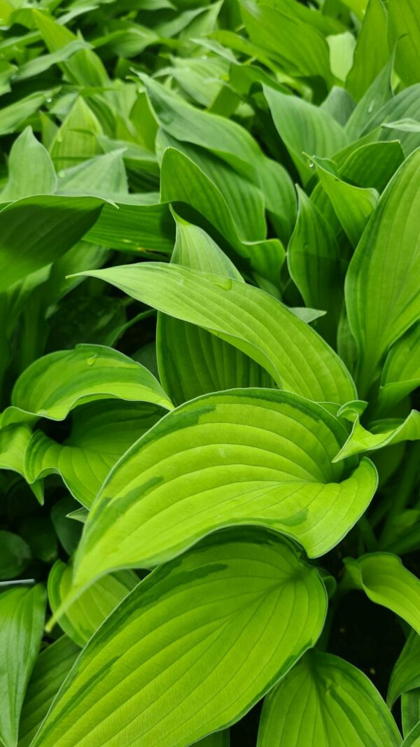Hosta for. Albopicta