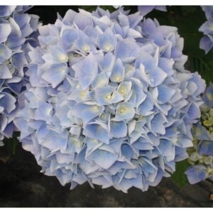 Hydrangea macrophylla Ankong® Blue