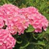 Hydrangea macrophylla Ankong® Pink - 5L pot