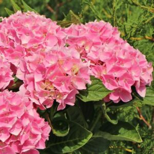 Hydrangea macrophylla Ankong® Pink