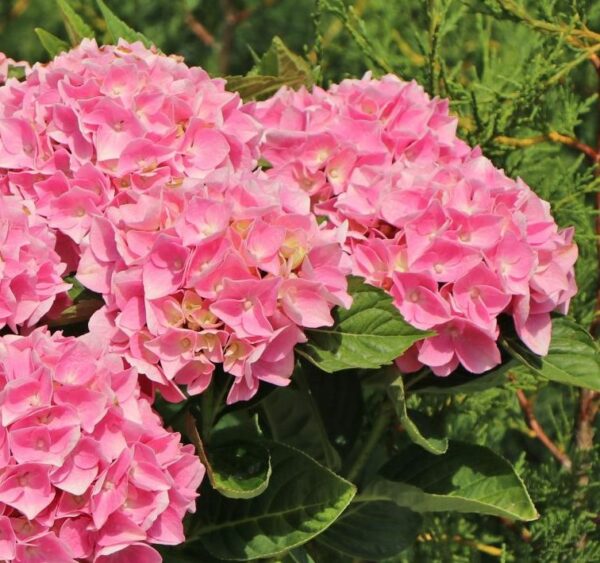 Hydrangea macrophylla Ankong® Pink