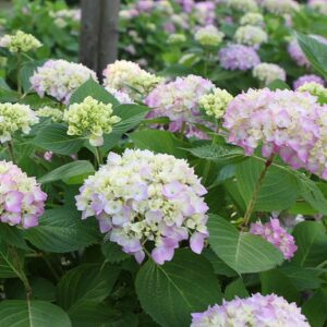 Hydrangea macrophylla Endless Summer