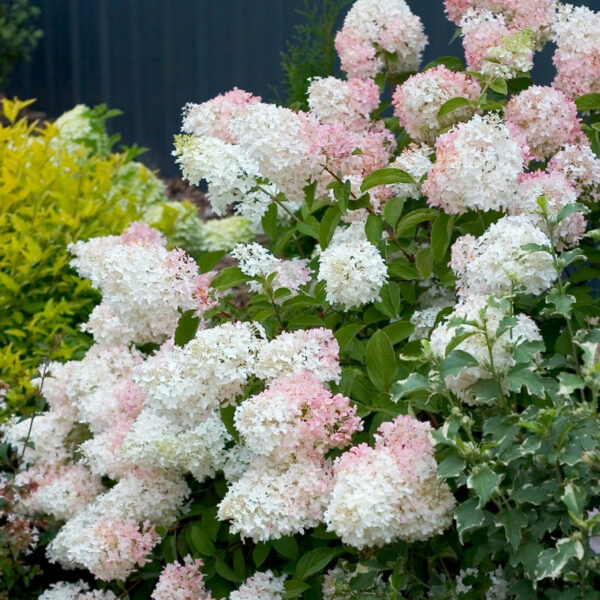 Hydrangea Paniculata Phantom