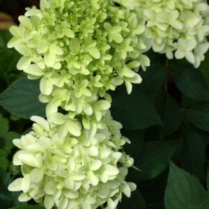 Hydrangea pan. Skyfall